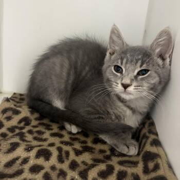 Remi -  Domestic Short Hair Cat for Adoption in Rochester, Indiana - Remi | PetCurious