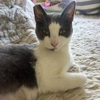 Domestic Short Hair Cats Available for Adoption in Richmond, California - DRAGONFLY | PetCurious