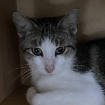 Louise -  Domestic Short Hair Cat for Adoption in Marion, Illinois - Louise | PetCurious