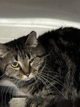 Domestic Short Hair Cats Available for Adoption - SHANNON | PetCurious