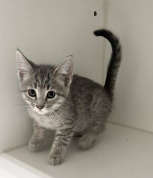 Roo -  Domestic Short Hair Cat for Adoption in Rochester, Indiana - Roo | PetCurious