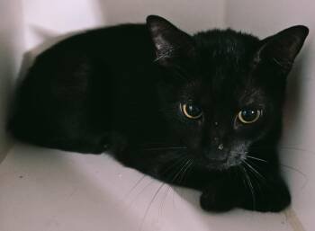 Domestic Short Hair Cats Available for Adoption in Phoenix, Arizona - Reena | PetCurious