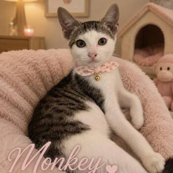Monkey -  American Shorthair Cat for Adoption in Inman, South Carolina - Monkey | PetCurious