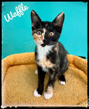 Waffle -  Domestic Short Hair Cat for Adoption in El Cajon, California - Waffle | PetCurious