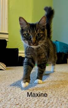 Rescue Domestic Medium Hair Cats for Adoption in Brainardsvle, New York - Maxine | PetCurious