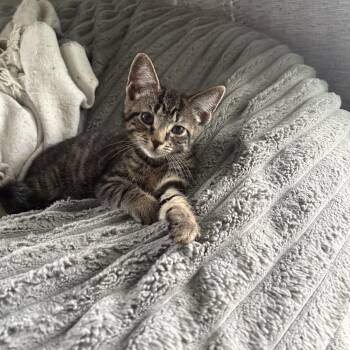 Domestic Short Hair Cats Available for Adoption in Warrington, Pennsylvania - Mcllroy (Big Mac) | PetCurious