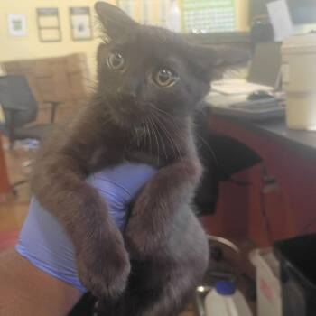 Betelgeuse -  Domestic Short Hair Cat for Adoption in Lynchburg, Virginia - Betelgeuse | PetCurious