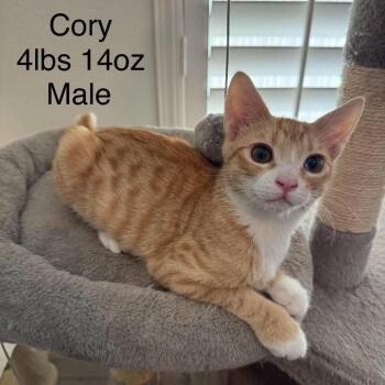 Corey -  Domestic Short Hair Cat for Adoption in Buellton, California - Corey | PetCurious