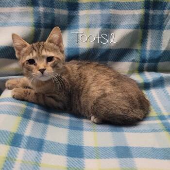 Domestic Short Hair Cats Available for Adoption - Tootsie | PetCurious