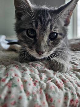 Strawberry -  Domestic Short Hair Cat for Adoption in Ogden, Utah - Strawberry | PetCurious