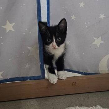 Tux -  Domestic Short Hair Cat for Adoption in Harlingen, Texas - Tux | PetCurious