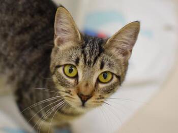 Oregon City -  Domestic Short Hair Cat for Adoption in Portland, Oregon - Oregon City | PetCurious
