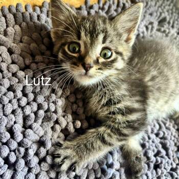 Lutz C11252 -  Domestic Short Hair Cat for Adoption - Lutz C11252 | PetCurious