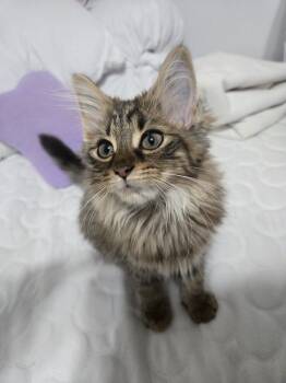 Enola Marie (Marie) -  Domestic Long Hair Cat for Adoption in Chicago, Illinois - Enola Marie (Marie) | PetCurious