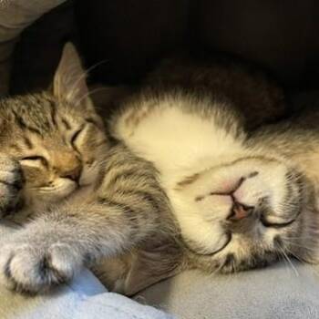 Kirk - Fun and Social -  Tabby Cat for Adoption in Hoquiam, Washington - Kirk - Fun And Social | PetCurious