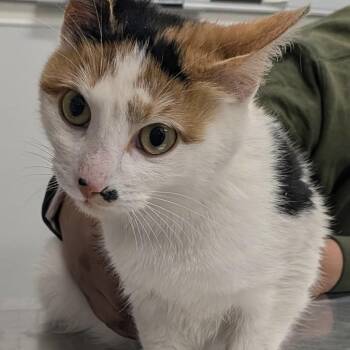Domestic Short Hair Cats Available for Adoption in Matteson, Illinois - Addie | PetCurious