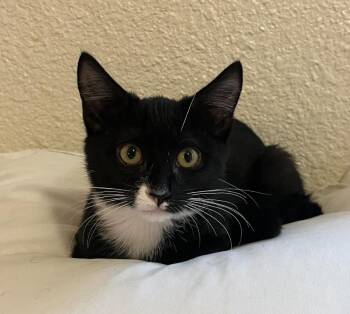 Rescue Domestic Short Hair Cats for Adoption in Davis, California - Kiki | PetCurious