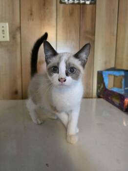 Zrytec -  Domestic Short Hair and Siamese Cat for Adoption in Cosby, Tennessee - Zrytec | PetCurious