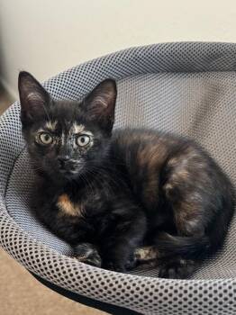 Bea -  Domestic Short Hair Cat for Adoption in West Palm Beach, Florida - Bea | PetCurious