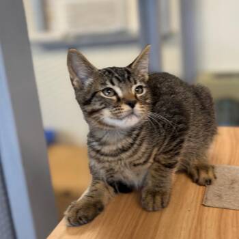 Phobos 26-06-131 -  Domestic Short Hair Cat for Adoption in Bastrop, Texas - Phobos 26-06-131 | PetCurious