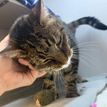 Dapple -  Domestic Short Hair Cat for Adoption in Pittsburgh, Pennsylvania - Dapple | PetCurious