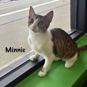Minnie -  Domestic Short Hair Cat for Adoption in Hazlet, New Jersey - Minnie | PetCurious