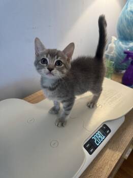 Marina -  Domestic Short Hair and Tabby Cat for Adoption in Emerald Isle, North Carolina - Marina | PetCurious