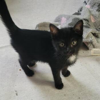 Ned $150 -  Domestic Short Hair Cat for Adoption in Milwaukee, Wisconsin - Ned $150 | PetCurious
