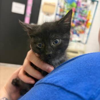 Domestic Short Hair Cats Available for Adoption in Ardmore, Oklahoma - Wreck It | PetCurious