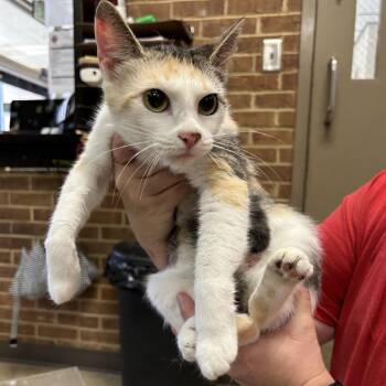 Angel -  Domestic Short Hair Cat for Adoption in Birmingham, Alabama - Angel | PetCurious