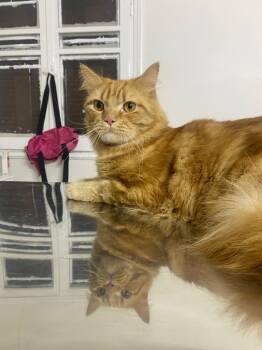 Rescue Persian Cats for Adoption in Toronto, Ontario - Zaatar | PetCurious