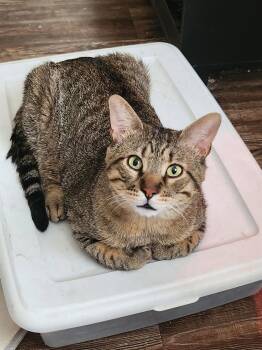 Biscuit (FIV+) -  Domestic Short Hair Cat for Adoption in Glendale, Arizona - Biscuit (FIV+) | PetCurious