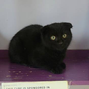 Rescue Scottish Fold Cats for Adoption in Brimfield, Massachusetts - Effie | PetCurious