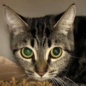 Savannah -  Domestic Short Hair Cat for Adoption in Yuma, Arizona - Savannah | PetCurious