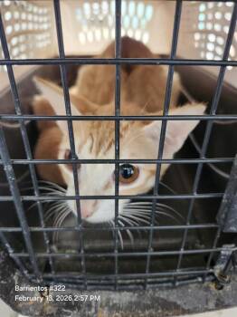 Domestic Short Hair Cats Available for Adoption - PENNY | PetCurious