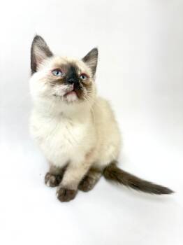 Rachel -  Siamese Cat for Adoption in Pasco, Washington - Rachel | PetCurious