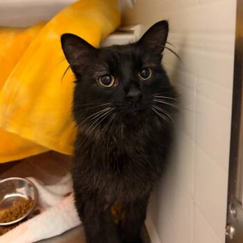 Reggie -  Domestic Medium Hair Cat for Adoption in Council Bluffs, Iowa - Reggie | PetCurious