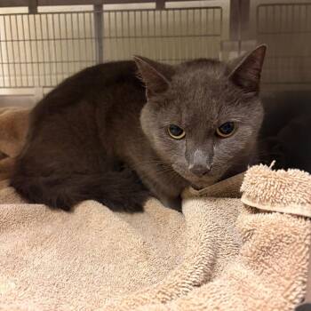 Shadow - Regal Resident, Adoption Fees Waived! -  Russian Blue Cat for Adoption in Bristol, Indiana - Shadow - Regal Resident, Adoption Fees Waived! | PetCurious