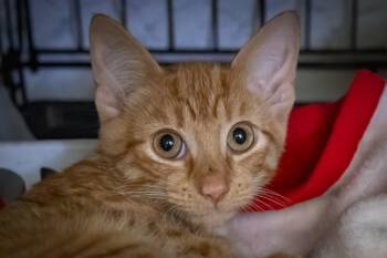 Flerken (FCID 08/17/2026 - 14) -  Tabby Cat for Adoption in Greenville, Delaware - Flerken (FCID 08/17/2026 - 14) | PetCurious