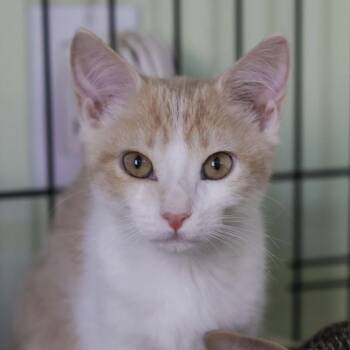 Hazelnut -  Domestic Short Hair Cat for Adoption in Los Angeles, California - Hazelnut | PetCurious