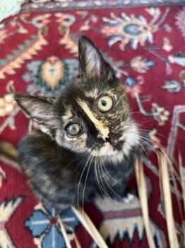 92296a St. Lucia -  Domestic Short Hair Cat for Adoption in North Charleston, South Carolina - 92296a St. Lucia | PetCurious