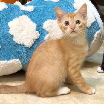 Sunkist -  Domestic Short Hair Cat for Adoption in Cambria, California - Sunkist | PetCurious