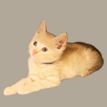Carter -  Domestic Short Hair Cat Available for Adoption in Green Forest, Arkansas - Carter | PetCurious