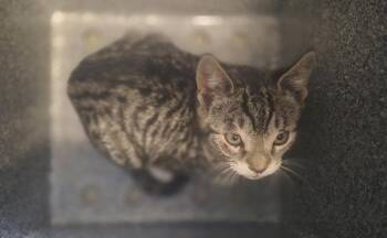 Virgo -  Domestic Short Hair Cat Available for Adoption - Virgo | PetCurious