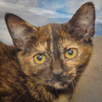 Cookie Dough -  Tortoiseshell and Domestic Short Hair Cat for Adoption in Huntley, Illinois - Cookie Dough | PetCurious