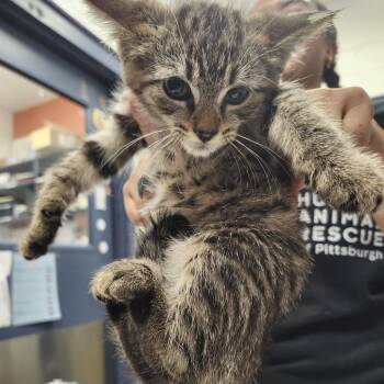 Neeps -  Domestic Short Hair Cat for Adoption in Pittsburgh, Pennsylvania - Neeps | PetCurious