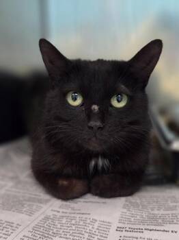 Susanna -  Domestic Medium Hair and Domestic Short Hair Cat for Adoption in Westland, Michigan - Susanna | PetCurious