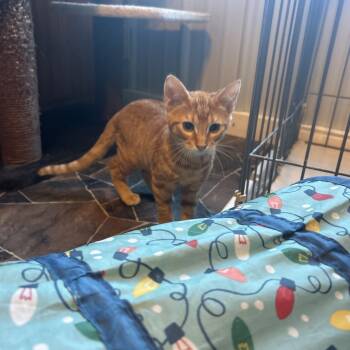 Rescue Domestic Short Hair Cats for Adoption in Marion, Illinois - Coyote | PetCurious