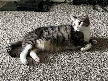 Echo (Courtesy Post) -  Domestic Short Hair Cat for Adoption in Lemoyne, Pennsylvania - Echo (Courtesy Post) | PetCurious