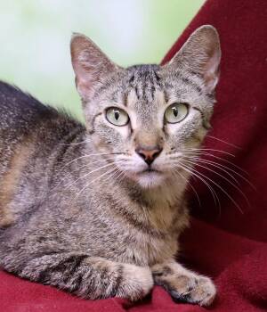 Rescue Domestic Short Hair Cats for Adoption in Tierra Verde, Florida - Korra | PetCurious